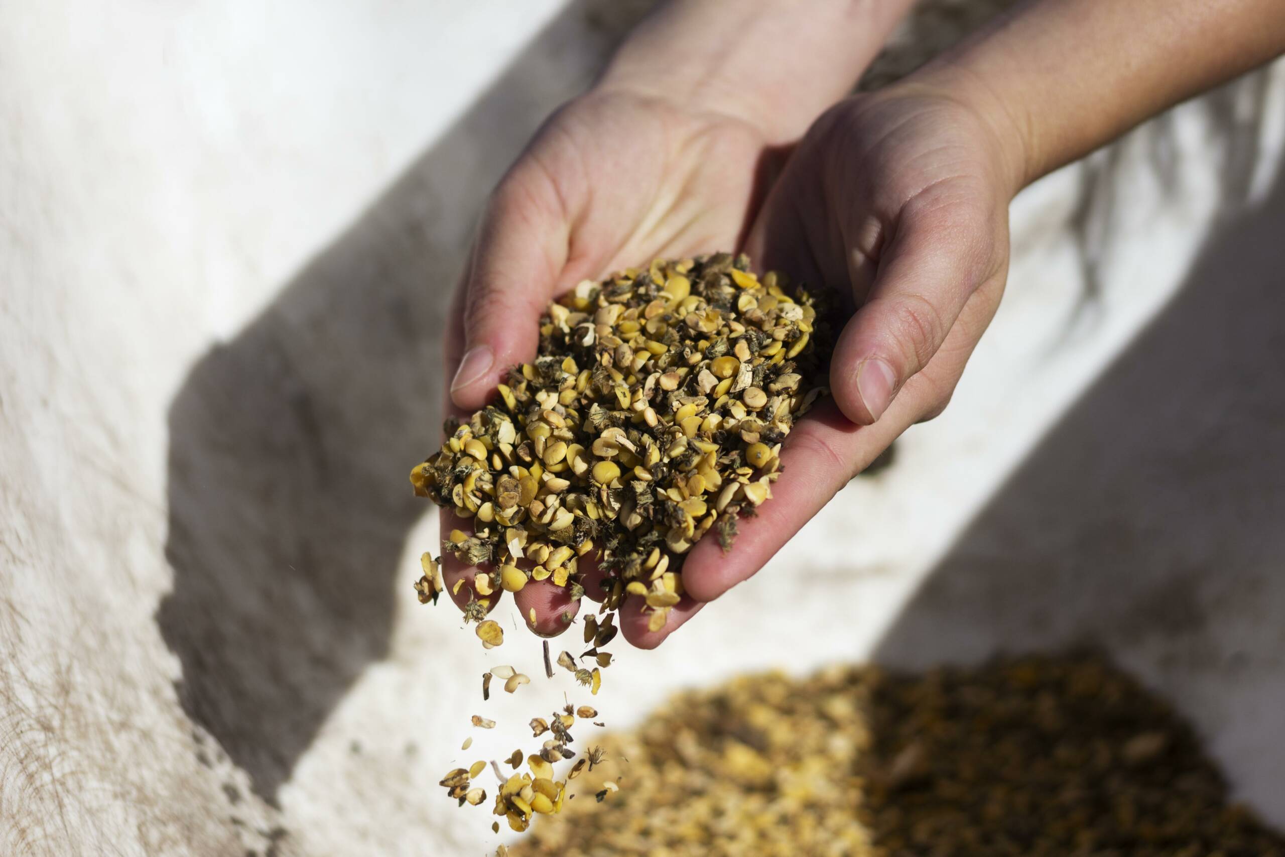 close-up-hands-holding-animal-food