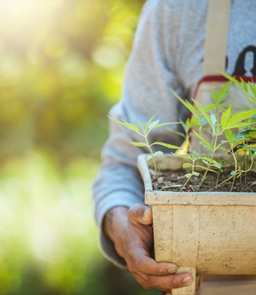 Agriculture holding pots of marijuana trees. Cannabis on beautiful background.
